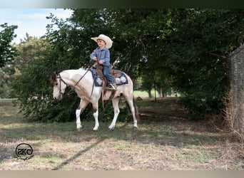 Meer ponys/kleine paarden, Ruin, 6 Jaar, Gevlekt-paard
