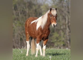 Meer ponys/kleine paarden, Ruin, 6 Jaar, Gevlekt-paard
