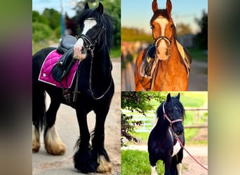 Meer ponys/kleine paarden, Ruin, 6 Jaar, Zwart