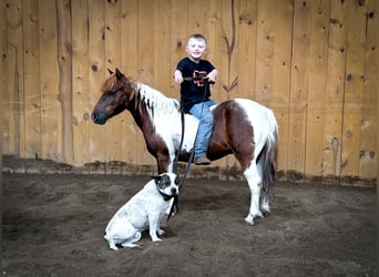 Meer ponys/kleine paarden, Ruin, 7 Jaar, 102 cm, Tobiano-alle-kleuren