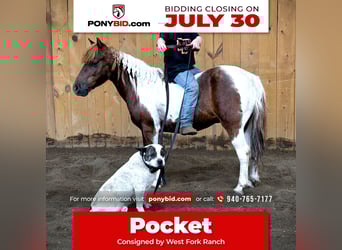 Meer ponys/kleine paarden, Ruin, 7 Jaar, 102 cm, Tobiano-alle-kleuren