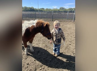 Meer ponys/kleine paarden, Ruin, 7 Jaar, 102 cm, Tobiano-alle-kleuren