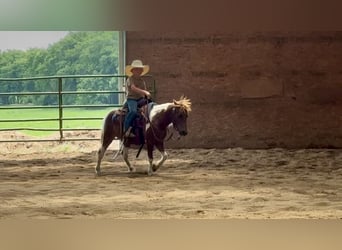 Meer ponys/kleine paarden, Ruin, 7 Jaar, 102 cm, Tobiano-alle-kleuren
