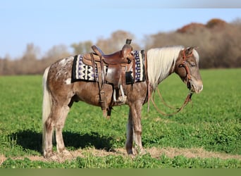 Meer ponys/kleine paarden, Ruin, 7 Jaar, 107 cm, Palomino