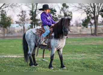 Meer ponys/kleine paarden, Ruin, 7 Jaar, 107 cm, Roan-Blue