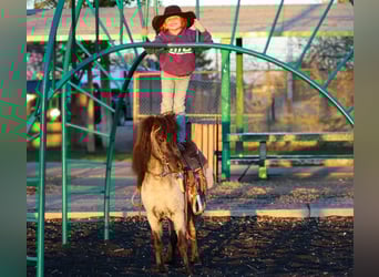 Meer ponys/kleine paarden, Ruin, 7 Jaar, 107 cm, Roan-Blue