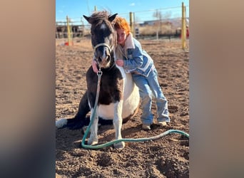 Meer ponys/kleine paarden, Ruin, 7 Jaar, 112 cm, Gevlekt-paard