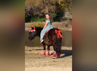 Meer ponys/kleine paarden, Ruin, 7 Jaar, 112 cm, Zwart