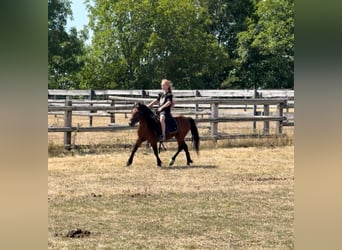 Meer ponys/kleine paarden, Ruin, 7 Jaar, 116 cm, Bruin