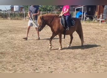 Meer ponys/kleine paarden, Ruin, 7 Jaar, 125 cm, Vos