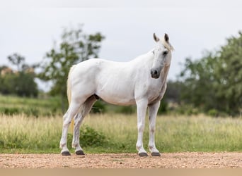 Meer ponys/kleine paarden, Ruin, 7 Jaar, 130 cm, Schimmel
