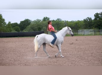 Meer ponys/kleine paarden, Ruin, 7 Jaar, 130 cm, Schimmel