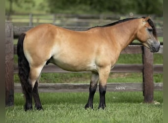 Meer ponys/kleine paarden, Ruin, 7 Jaar, 132 cm, Falbe