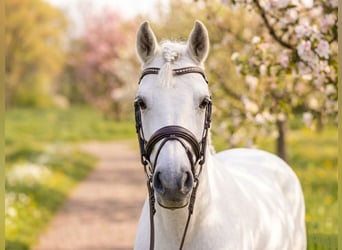 Meer ponys/kleine paarden Mix, Ruin, 7 Jaar, 136 cm, Schimmel
