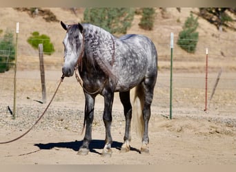Meer ponys/kleine paarden, Ruin, 7 Jaar, 137 cm, Schimmel