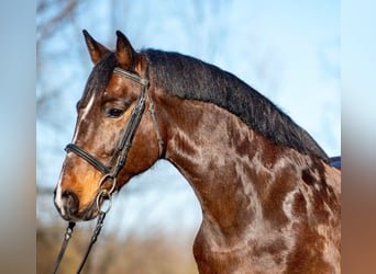 Meer ponys/kleine paarden, Ruin, 7 Jaar, 148 cm, Bruin