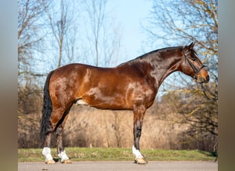 Meer ponys/kleine paarden, Ruin, 7 Jaar, 148 cm, Bruin