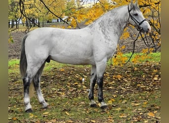 Meer ponys/kleine paarden, Ruin, 7 Jaar, 148 cm, Schimmel Meer ponys/kleine paarden, Ruin, 7 Jaar, 148 cm, Schimmel