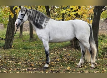 Meer ponys/kleine paarden, Ruin, 7 Jaar, 148 cm, Schimmel Meer ponys/kleine paarden, Ruin, 7 Jaar, 148 cm, Schimmel