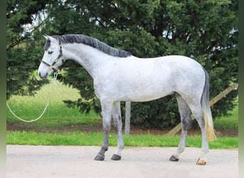 Meer ponys/kleine paarden, Ruin, 7 Jaar, 148 cm, Schimmel