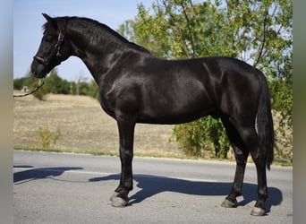 Meer ponys/kleine paarden, Ruin, 7 Jaar, 148 cm, Zwart