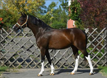 Meer ponys/kleine paarden, Ruin, 7 Jaar, 150 cm, Gevlekt-paard