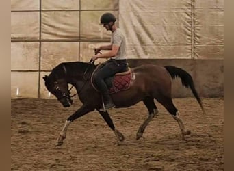 Meer ponys/kleine paarden, Ruin, 7 Jaar, 150 cm, Gevlekt-paard