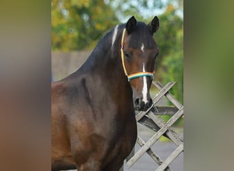 Meer ponys/kleine paarden, Ruin, 7 Jaar, 150 cm, Gevlekt-paard