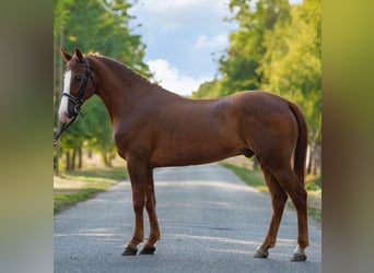 Meer ponys/kleine paarden, Ruin, 7 Jaar, 150 cm, Vos