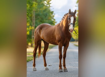 Meer ponys/kleine paarden, Ruin, 7 Jaar, 150 cm, Vos
