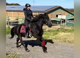 Meer ponys/kleine paarden, Ruin, 7 Jaar, 150 cm, Zwart