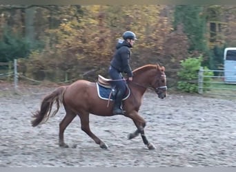 Meer ponys/kleine paarden, Ruin, 7 Jaar, 156 cm
