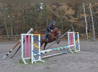 Meer ponys/kleine paarden, Ruin, 7 Jaar, 156 cm, Vos