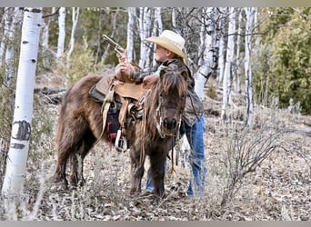 Meer ponys/kleine paarden, Ruin, 7 Jaar, 86 cm, Bruin