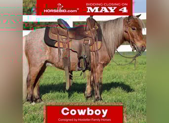 Meer ponys/kleine paarden, Ruin, 7 Jaar, 91 cm, Roan-Red