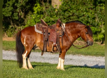 Meer ponys/kleine paarden, Ruin, 7 Jaar, 94 cm