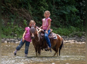 Meer ponys/kleine paarden, Ruin, 7 Jaar, 94 cm