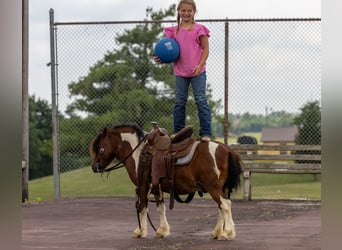 Meer ponys/kleine paarden, Ruin, 7 Jaar, 94 cm