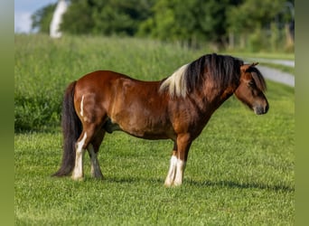 Meer ponys/kleine paarden, Ruin, 7 Jaar, 94 cm