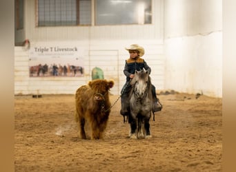 Meer ponys/kleine paarden, Ruin, 7 Jaar, 97 cm, Schimmel