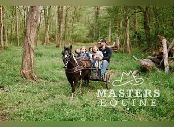 Meer ponys/kleine paarden, Ruin, 7 Jaar, 97 cm