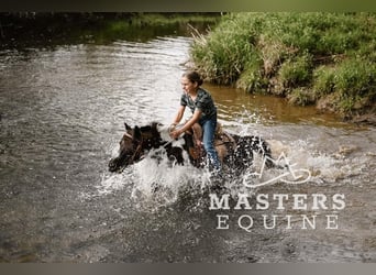 Meer ponys/kleine paarden, Ruin, 7 Jaar, 97 cm