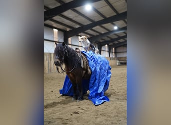 Meer ponys/kleine paarden, Ruin, 8 Jaar, 102 cm, Bruin