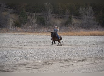Meer ponys/kleine paarden, Ruin, 8 Jaar, 102 cm, Bruin