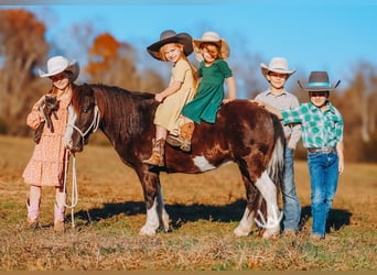 Meer ponys/kleine paarden, Ruin, 8 Jaar, 107 cm, Gevlekt-paard