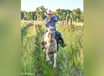 Meer ponys/kleine paarden, Ruin, 8 Jaar, 107 cm