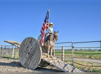 Meer ponys/kleine paarden, Ruin, 8 Jaar, 107 cm
