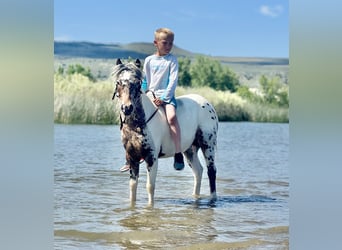 Meer ponys/kleine paarden, Ruin, 8 Jaar, 107 cm