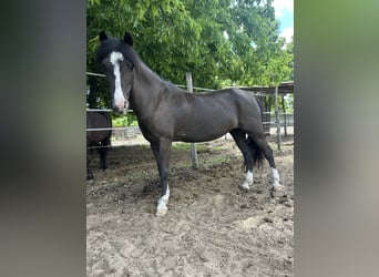 Meer ponys/kleine paarden, Ruin, 8 Jaar, 120 cm, Zwart