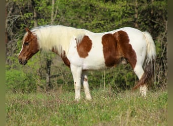 Meer ponys/kleine paarden, Ruin, 8 Jaar, 122 cm, Tobiano-alle-kleuren